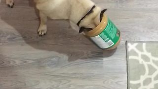 Pug gets head stuck in peanut butter jar