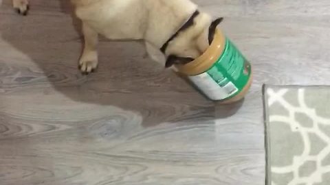 Pug gets head stuck in peanut butter jar