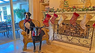 Great Danes Pose By The Fireplace For Christmas Card