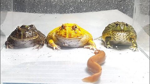 A quick frog / Pacman frog, African bullfrog