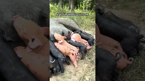 What Makes Domestic Pigs so Productive and Feral Hogs so Destructive #pasturedpigs