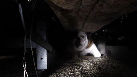 Bulldog Boogeyman Hides Under The Bed