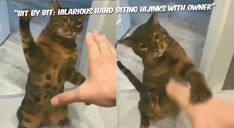 "Bit by Bit: Hilarious Hand Biting Hijinks with Owner"