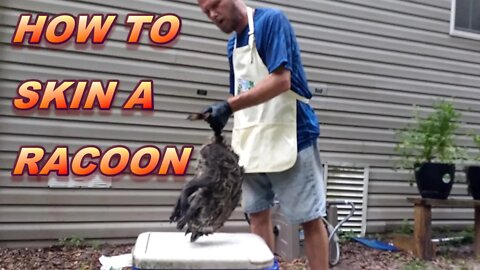 How a blind guy skins a racoon! By a beginner for a beginner.