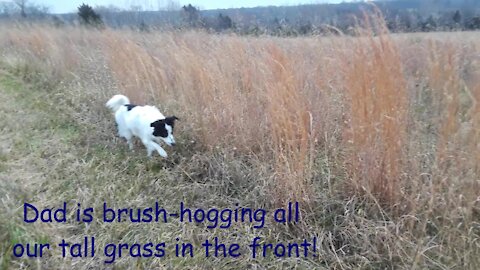 Skipper's Grass Gets Cut