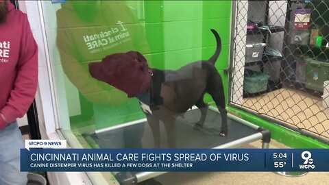 Shelter forced to restrict dog intake after deaths from Canine Distemper Virus