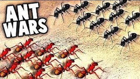 Red Ant Vs Black Ant Movie clip