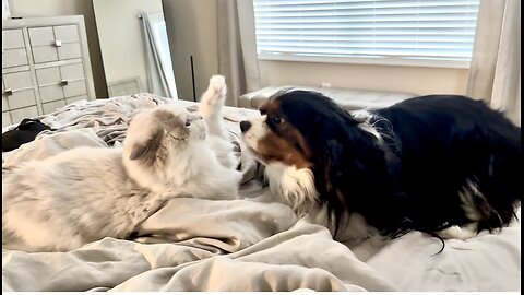 Ragdoll and Cavalier King Charles have epic wrestling match