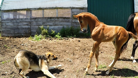Newborn foal wants to play with nervous German Shepherd