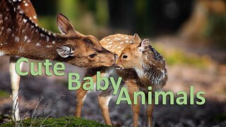 Baby Animals HD Amazing World Of Young Animals