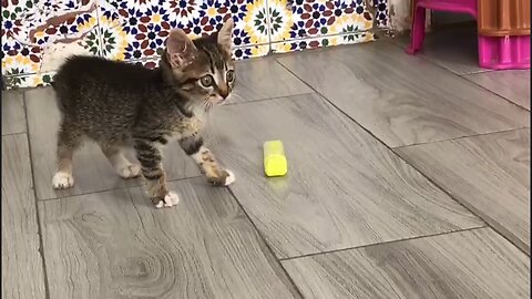 ADORABLE KITTEN SHOWS OFF FOOTBALL SKILLS WITH A FELT PEN
