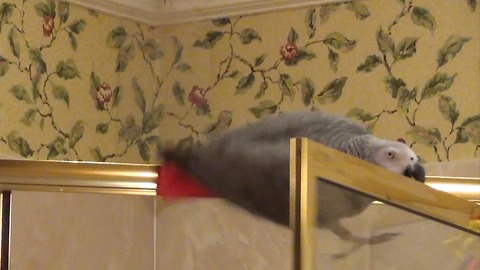 Adept parrot performs a precarious maneuver