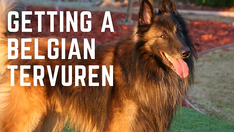 Getting a Belgian Tervuren.Things to consider before getting a Belgian Tervuren