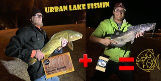 Urban Pond Fishing - Big Fish Caught On CHICKEN?!