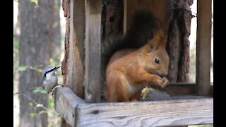 Squirrel and bird