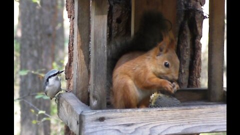 Squirrel and bird