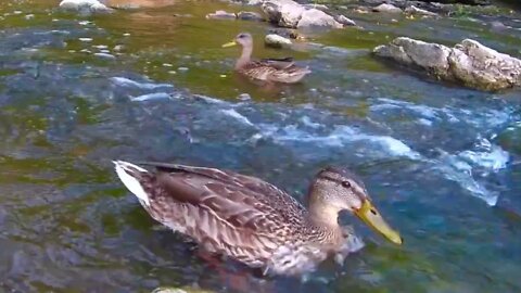 White Noise Creek Sounds For Sleeping, Accompanied By Two Dabbling Mallard Ducks - Original Content