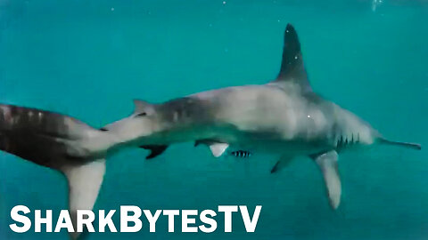 Submarine Shark Caught on Video - Shark Bytes TV Episode 13 - The Great Hammerhead