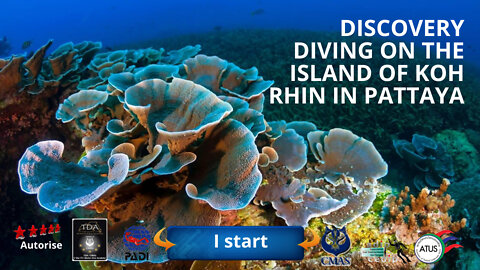 🐋 Discovery diving on the island of Koh Rhin in Pattaya