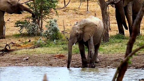 Baby elephant drinks water at the river in the most adorable way