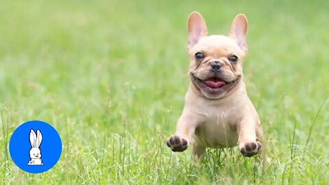 Funny Cute French Bull dogs