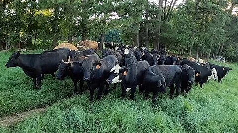 Final prep before selling steers & back in the hayfield.