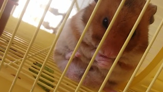 Hygienic Hamster Adorably Washes His Face