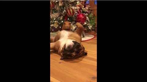 Dogs and guinea pigs do their own mannequin challenge