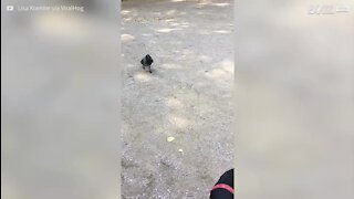 Un corbeau coquin mord la queue d'un chien