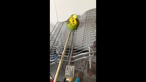 Budgies sleeping