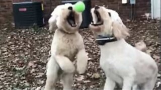 Cães se chocam no ar ao tentar pegar a bola