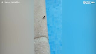 Formiga atira formiga morta para dentro de piscina!