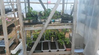 Wild Urban Gardens 2021 - Visiting My Plants at the Community Garden Greenhouse