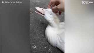 Ce canard apprécie son massage de la tête