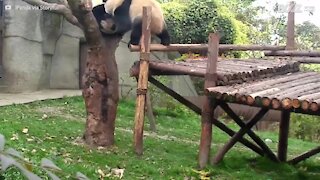 I panda che cadono dall'albero