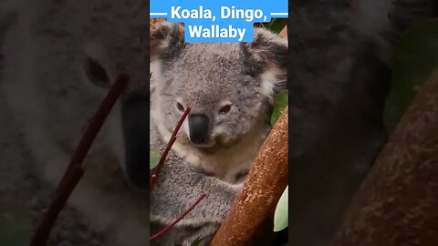 🦘Country FUN facts Australia Koala Kangaroo #shorts