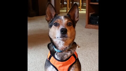 Indoor fetch with a feist dog named Paganini, using a soft bone