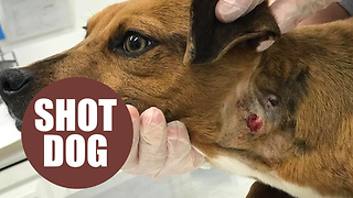 Dog who was shot in the neck and abandoned is seeking forever home