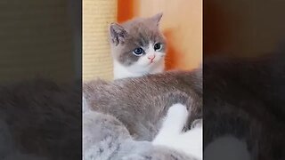 CAT VIDEO