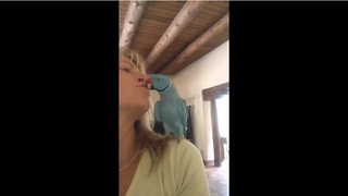 Parrot Has An Unforgettable Conversation With His Owner