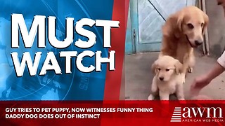 Guy Tries To Pet Puppy, Now Witnesses Funny Thing Daddy Dog Does Out Of Instinct