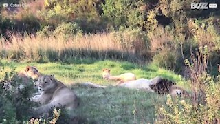 Les lions peuvent parfois être friendly!