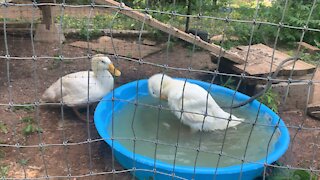 Ducks Enjoying Pool