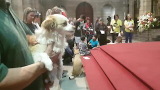 SOUTH AFRICA - Cape Town - Blessing of the Animals service at St George's Cathedral (Video) (abp)