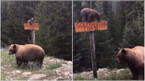 Cet ours a un talent pour l'escalade