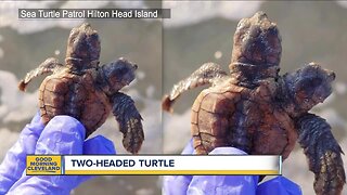 Turtle found with two heads