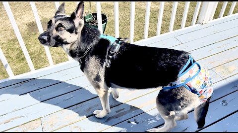 Female German Shepherd Dog Heat Cycle