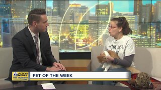 Pet of the Week - Fonzie