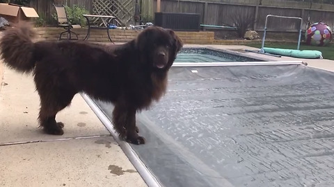 Water-Loving Newfoundland Doesn't Want Pool Time To End