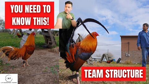 IF YOU DONT HAVE Solid Team You NEED To Quit ! Gamefowl Stream / Ask Us Anything